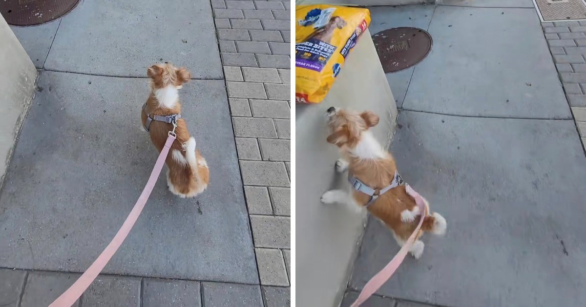 Vlasnici su napustili kujicu zbog dolaska bebe, njezina reakcija slama srca