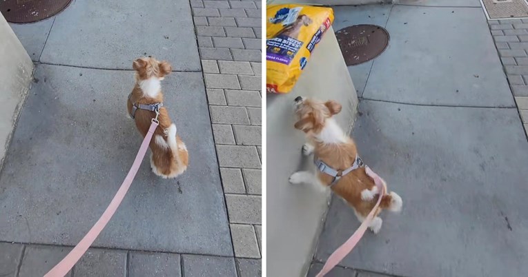 Prizor koji slama srca: Kujica plače jer su je vlasnici napustili