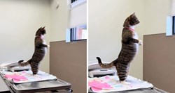 Mačka koja stoji poput čovjeka nasmijala milijune, pogledajte video