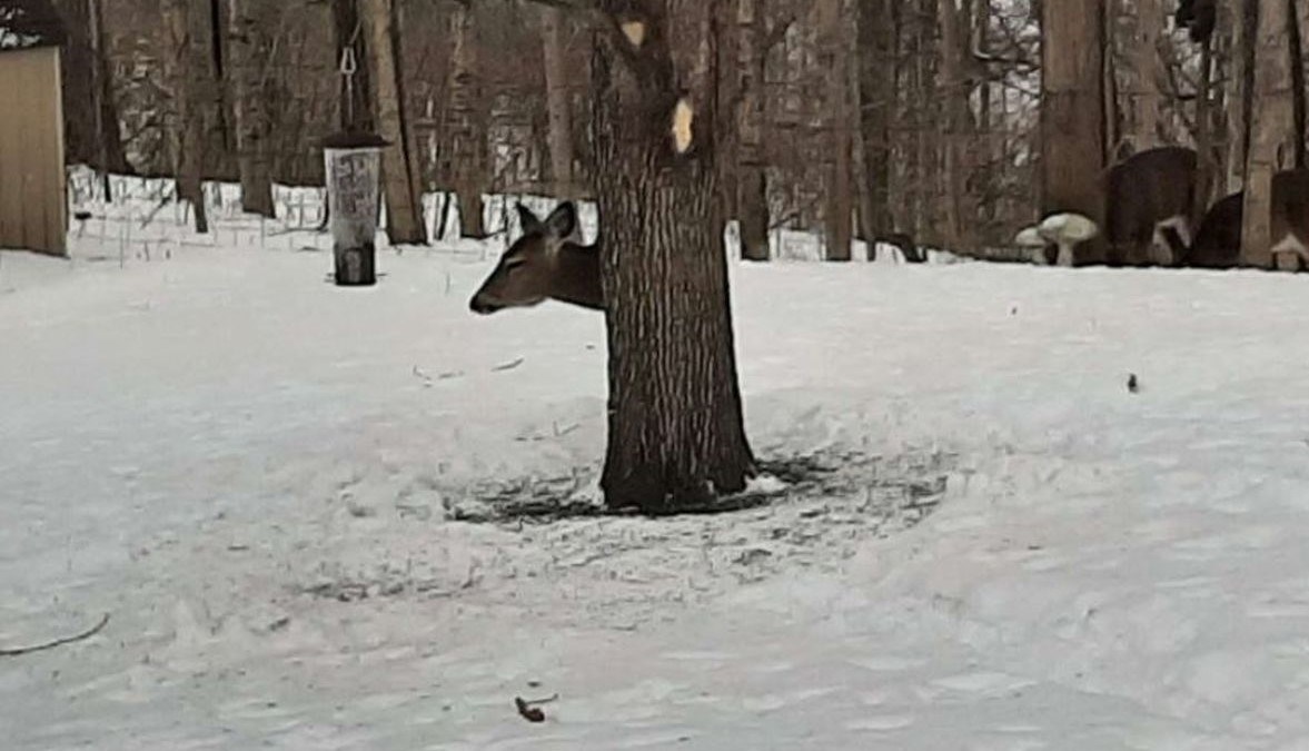 Ljudi ne mogu shvatiti kako se ova srna uspjela skriti iza stabla