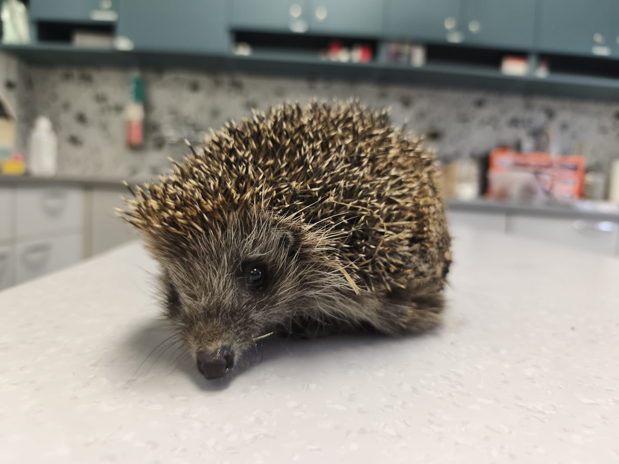 Pazite na ježeve dok uređujete vrtove i okućnice, često stradaju