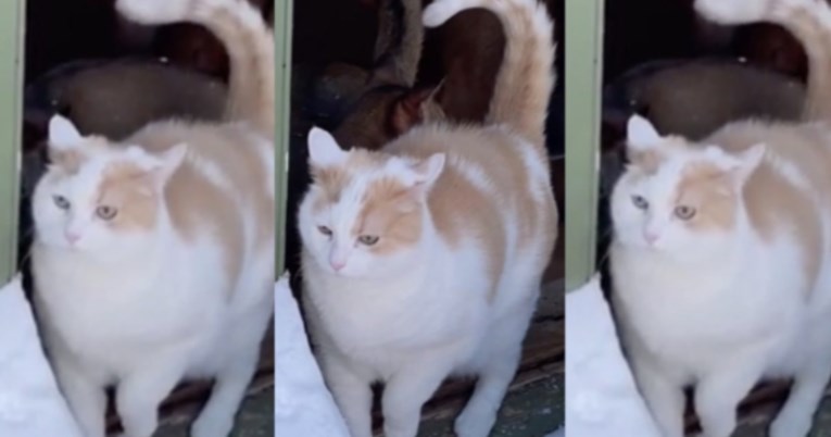 Mačka prvi put šapom dodirnula snijeg, ali brzo je požalila