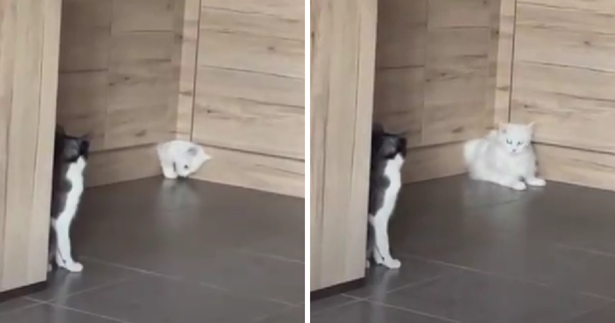VIDEO Mačka izašla iz kuhinjskog ormarića, ljudi pišu da je montaža. Što vi mislite?