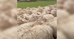Farmer snimio životinju koja se savršeno stopila sa stadom ovaca