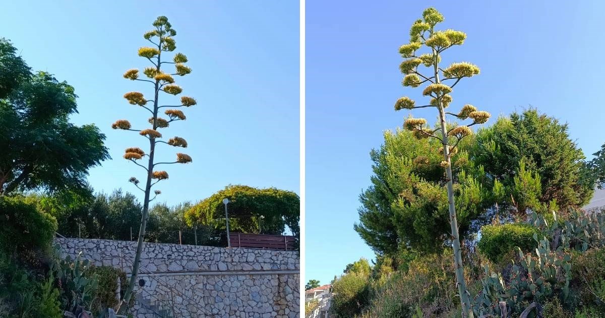 Na Pagu procvjetala biljka koja cvate samo jednom