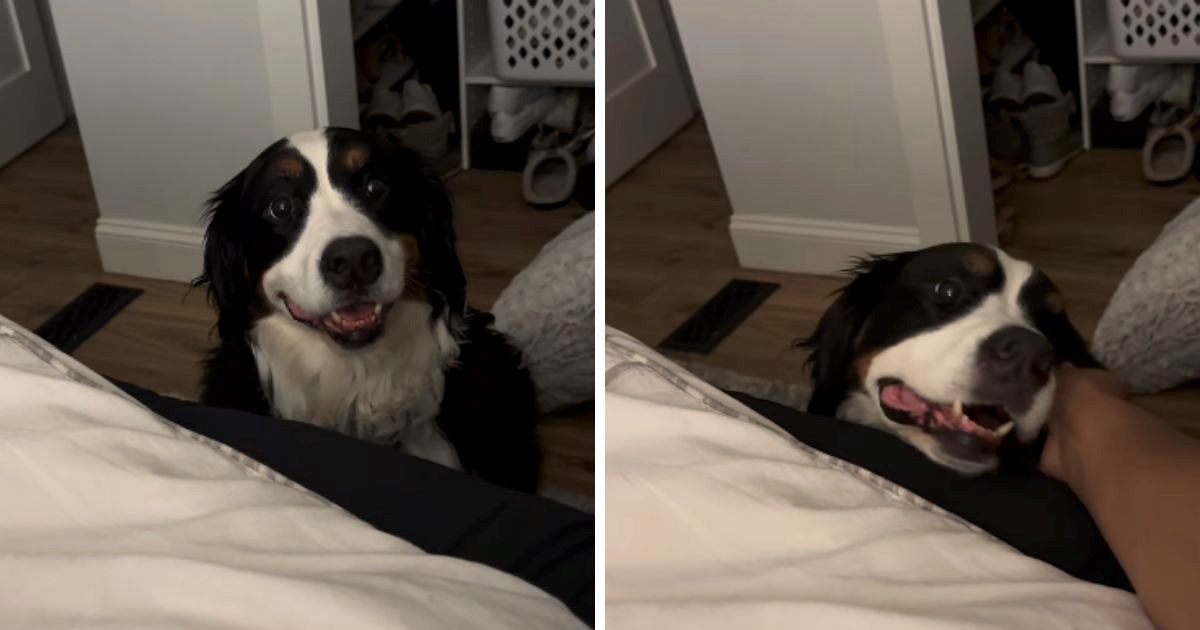 Prizor koji topi srca: Slatka Bowie pristojno traži da se popne na krevet