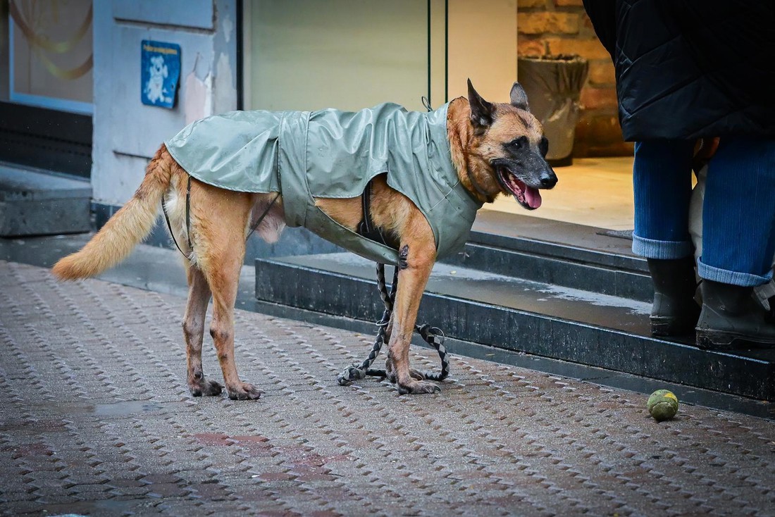 Pas u zelenoj kabanici ukrao pažnju na zagrebačkim ulicama