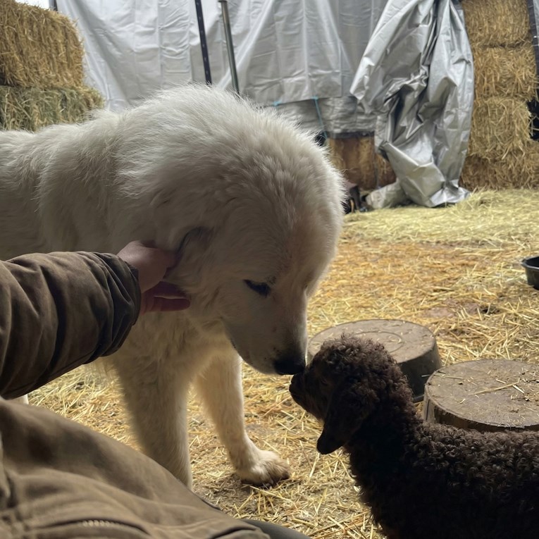 Pas čuvar stoke oduševljen prinovom: Upoznao malenog jarca