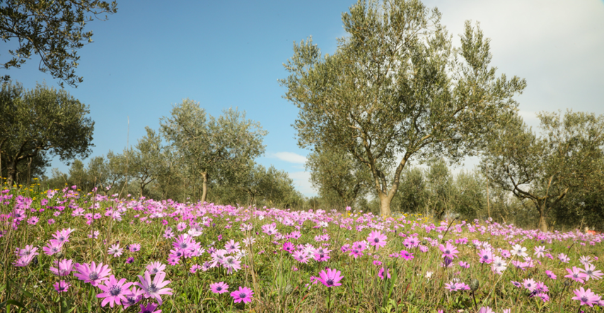 Stiže nam proljeće. Ljubičaste šumarice uljepšale polja na jugu Istre