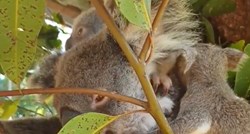 Bebe koale ne puštaju mamu na miru. Preslatka snimka raznježila je ljude