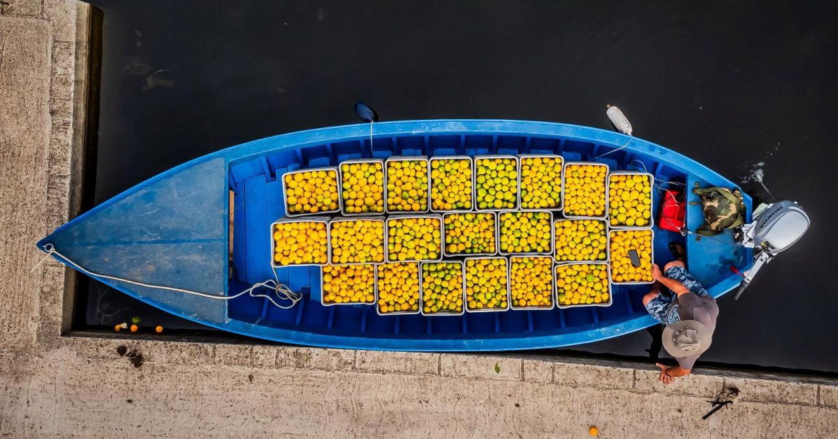 Milijun eura za zaštitu neretvanskih mandarina od sredozemne voćne muhe