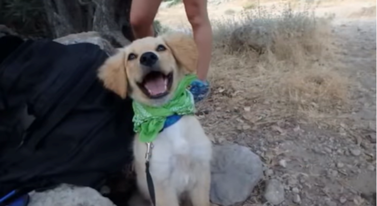 Ljudi su fotkali tek udomljene pse iz azila, njihove reakcije sve govore