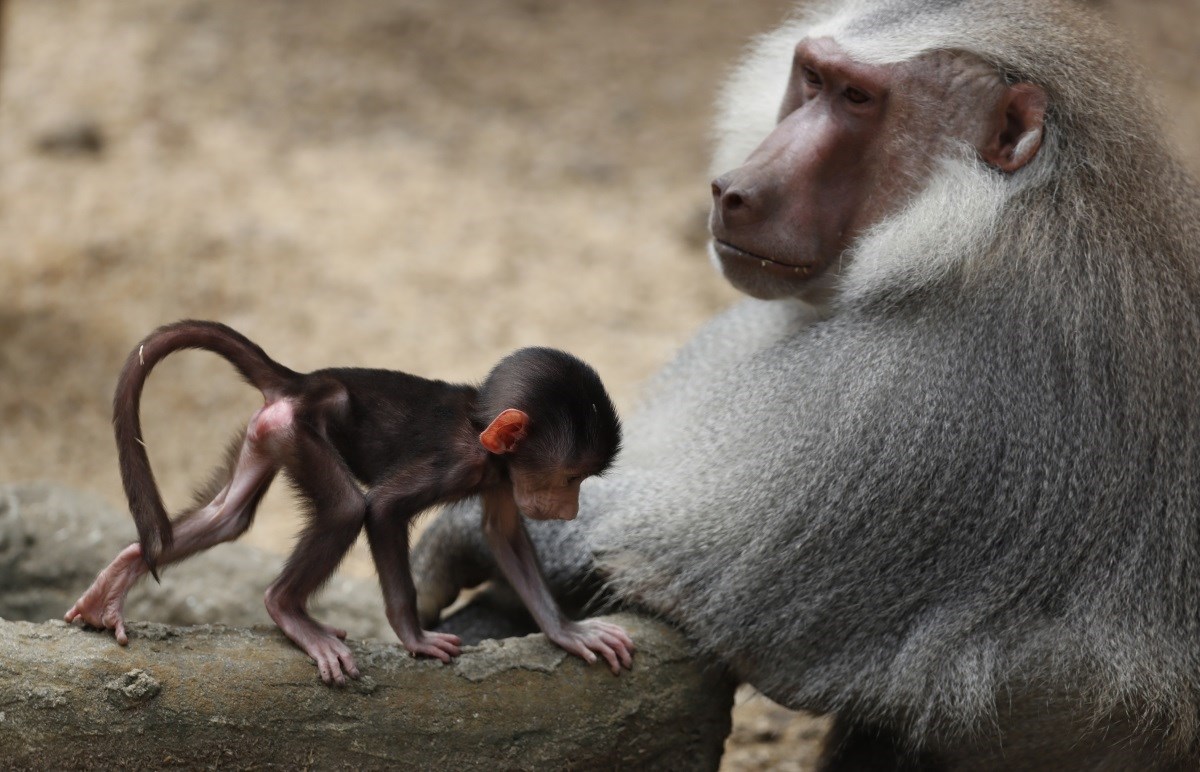 ZOO Njemačkoj usmrtio 12 zdravih pavijana