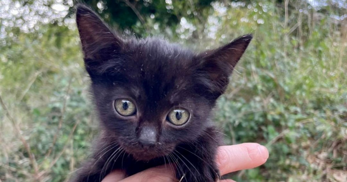 Mini traži dom: Najmanja je u leglu, ali njezin karakter osvaja svakog