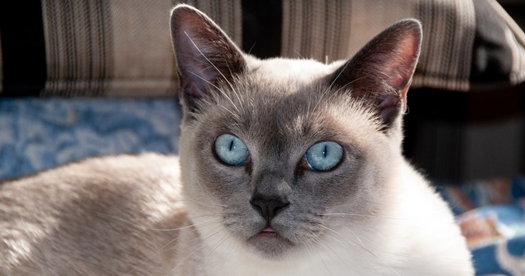 Mačka koja vas razumije po tonu glasa i osjeti kad ste loše volje