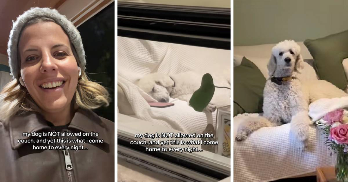 Vlasnica pokazala kako je pudla (koja ne smije na kauč) svaki dan dočeka 😂