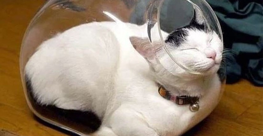 Internetom kruže smiješne fotke mačaka koje spavaju na svakakvim mjestima