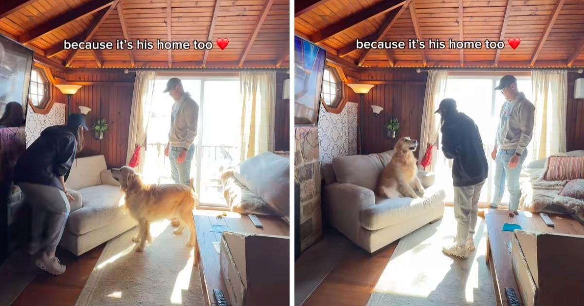 Reakcija zlatnog retrivera na njegovu vlastitu fotelju topi srca, oduševit će vas