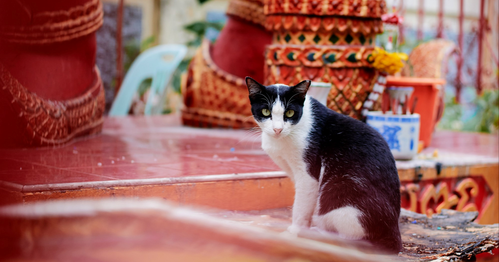 Tajlandske mačke službeno postale nacionalni simbol