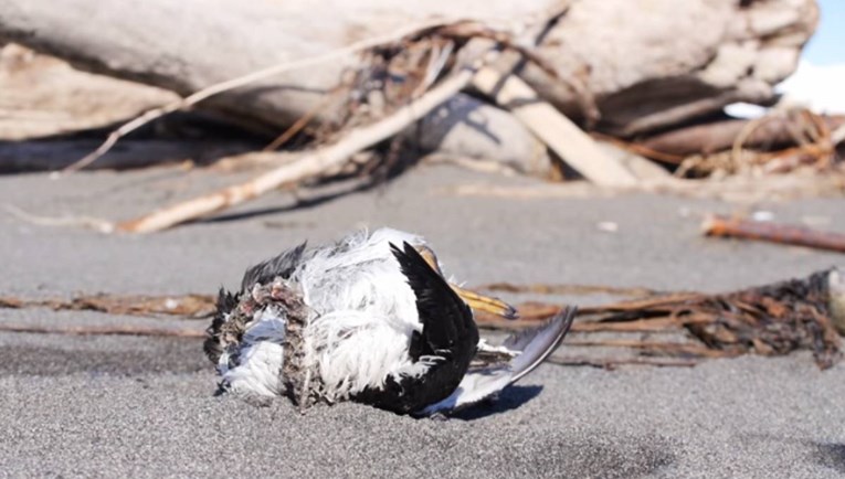 Mrlja tople vode u Tihom oceanu ubila milijun morskih ptica