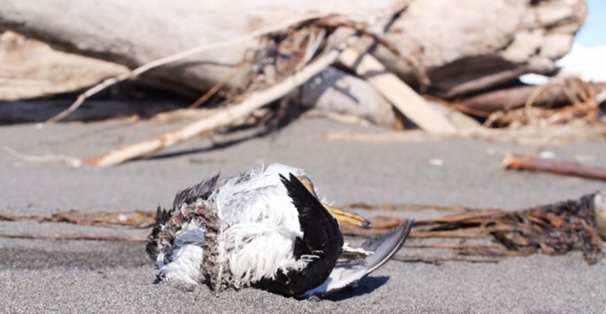 Mrlja tople vode u Tihom oceanu ubila milijun morskih ptica