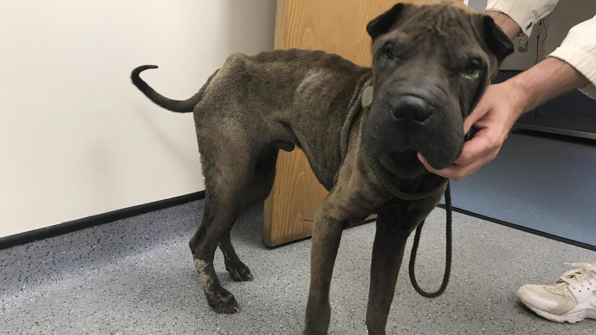 Kažu da mačke imaju devet života, a pas preživio pad s visine od 60 metara