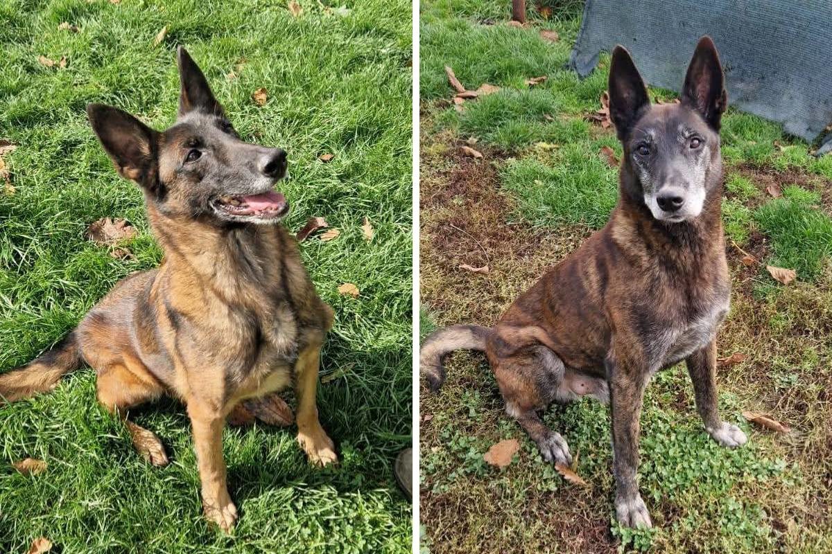 Udomljeno svih 10 pasa koji su razminiravali Hrvatsku