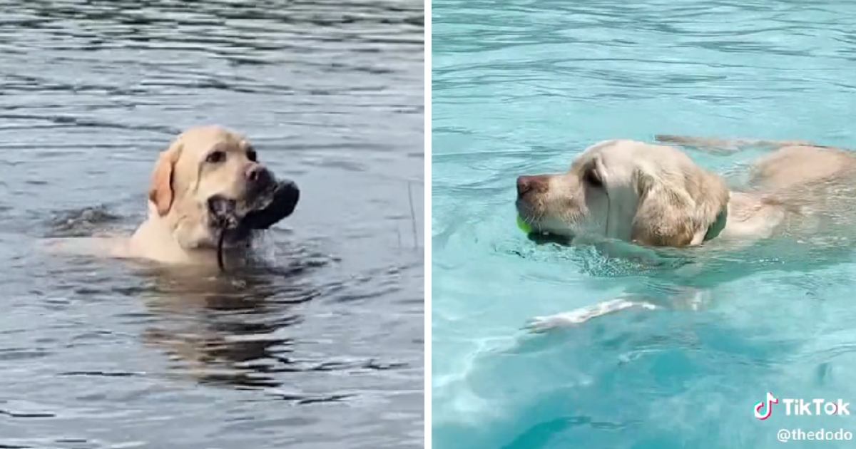 VIDEO Ovaj pas obožava se kupati. Pogledajte kako uživa u vodenom parku