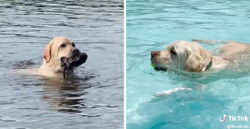VIDEO Ovaj pas obožava se kupati. Pogledajte kako uživa u vodenom parku