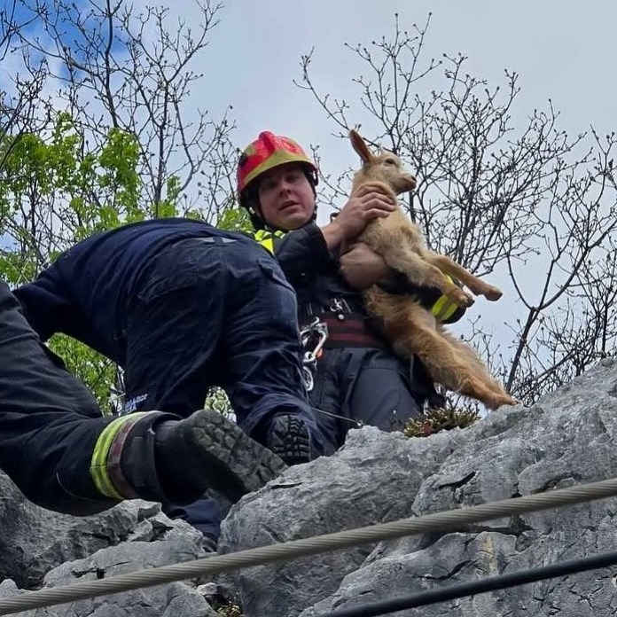 Jedan kozlić zapeo na stijeni iznad pruge. Spasili ga riječki vatrogasci