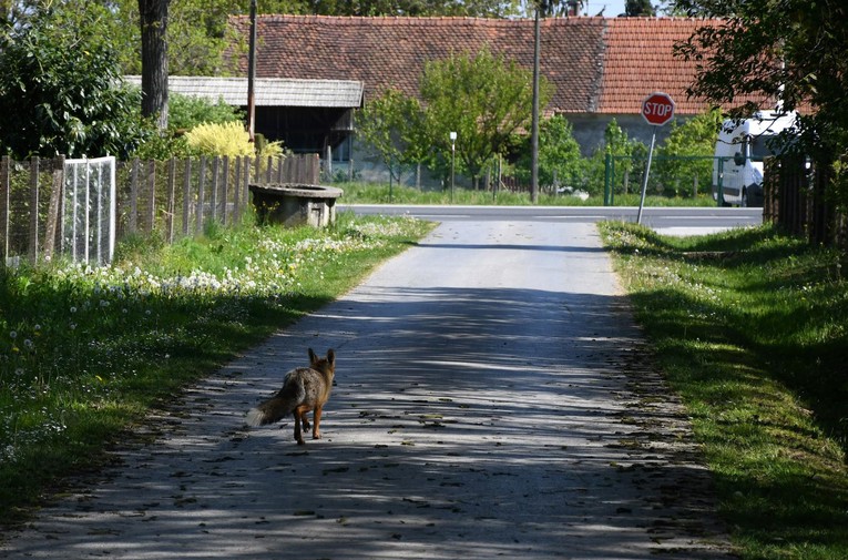 Započelo cijepljenje lisica protiv bjesnoće
