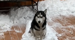 Zbog onoga što je napravio kad su čistili snijeg, ovaj pas je hit na internetu