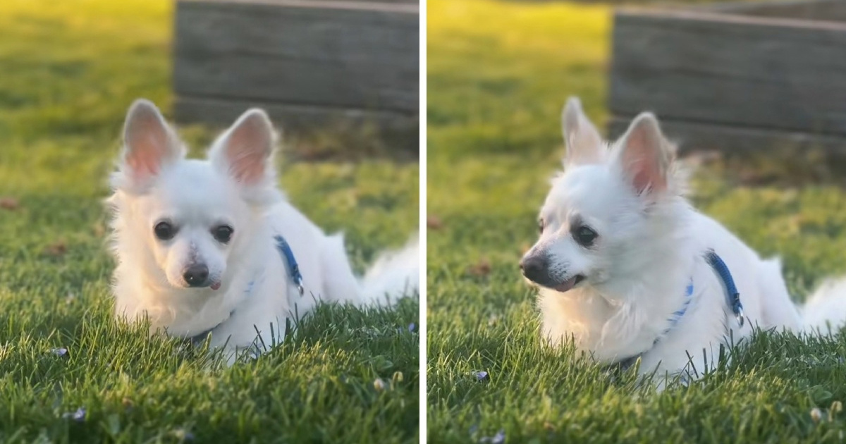 Čivava spašena od eutanazije nakon što su je vlasnici odbacili zbog novog psa