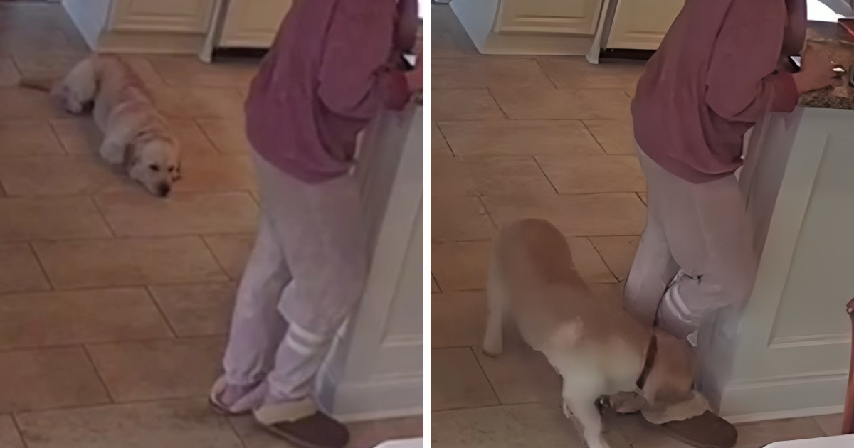 Vlasnica je nakratko izula papuču, ono što je njezin pas učinio nasmijalo mnoge