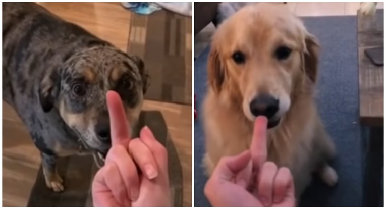 Vlasnici psima pokazali srednji prst, reakcije ljubimaca su urnebesne