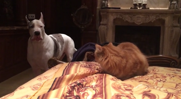 Pas i mačka posvađali oko kreveta, začudit ćete se kad vidite tko je dobio bitku