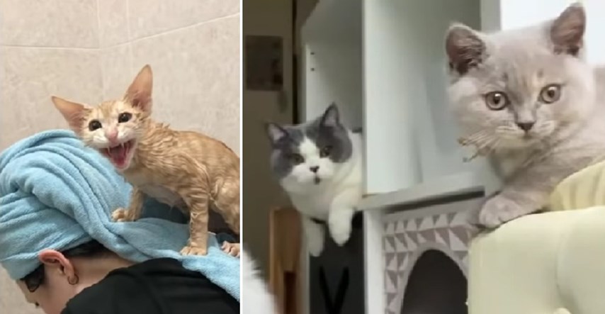 Mačke su mali čudaci, a ove snimke to dokazuju