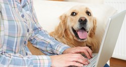 Za vlasnike koji nemaju vremena - predstavljamo On-line školicu za pse