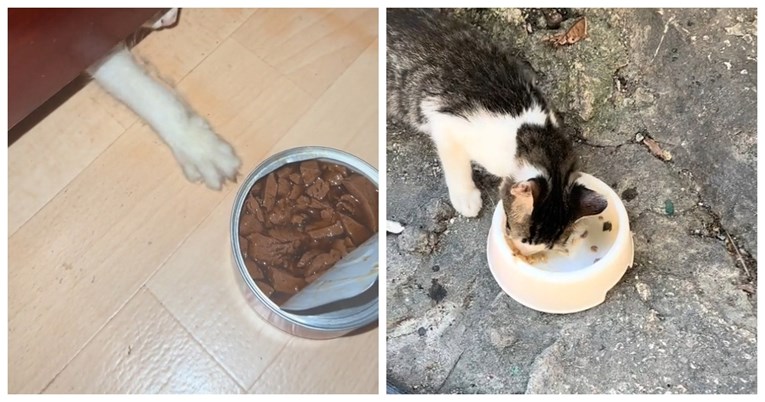 Vlasnica pokušala nasamariti mačka, evo što se onda dogodilo