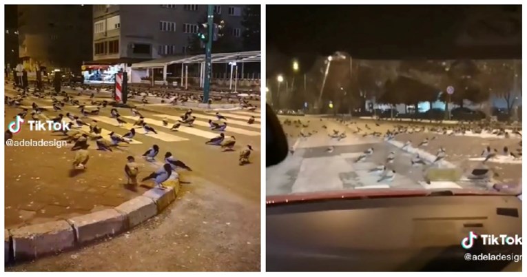Snimka iz Sarajeva širi se društvenim mrežama: Što su vrane radile noću na ulici?