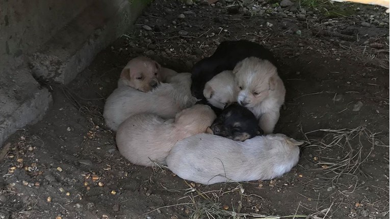 Na skrbi imaju 560 pasa, a u zadnja dva dana su primili 36 štenaca. Pomozite im