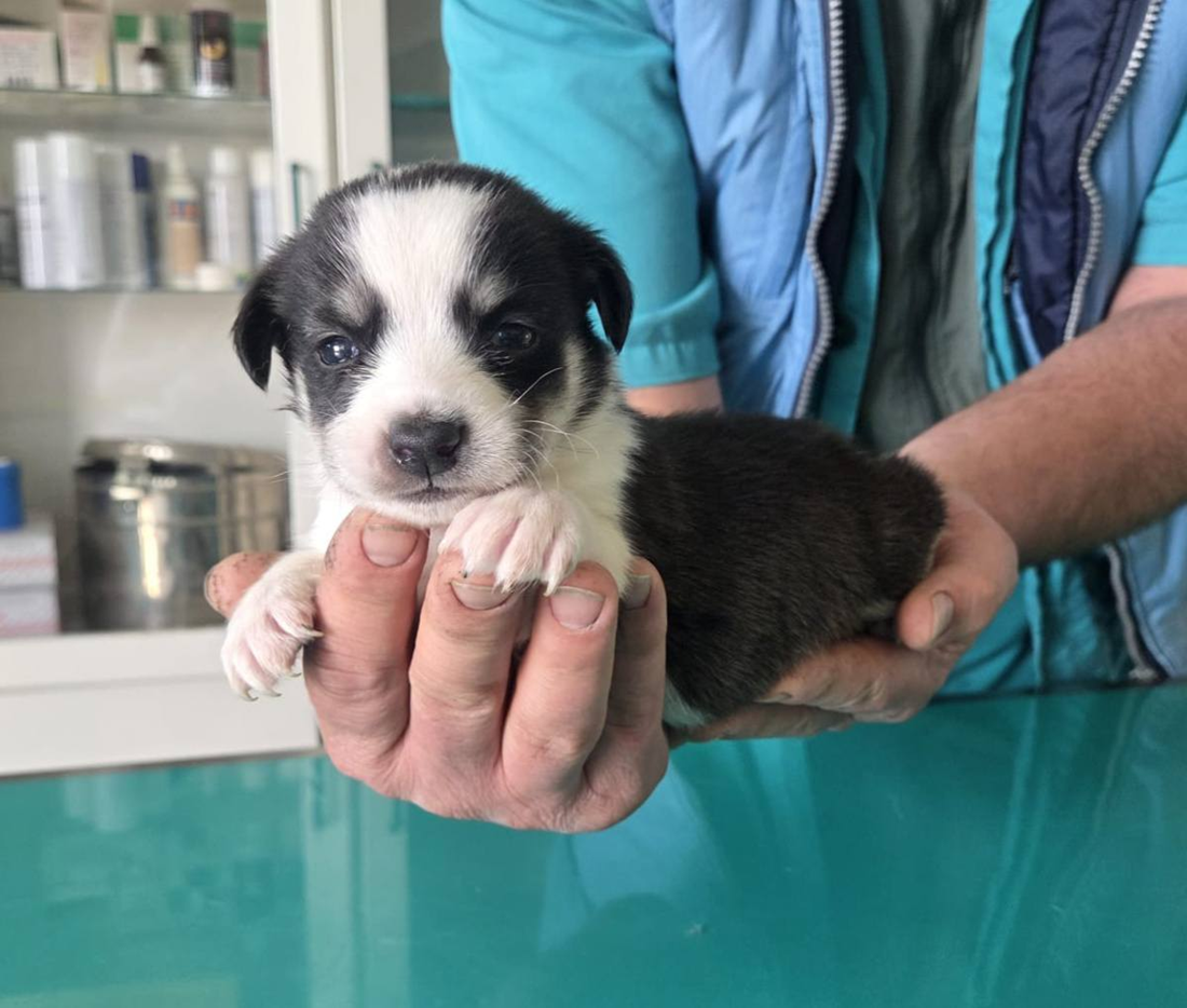 U Pisarovini pronađena kujica s najslađim štencima ikad