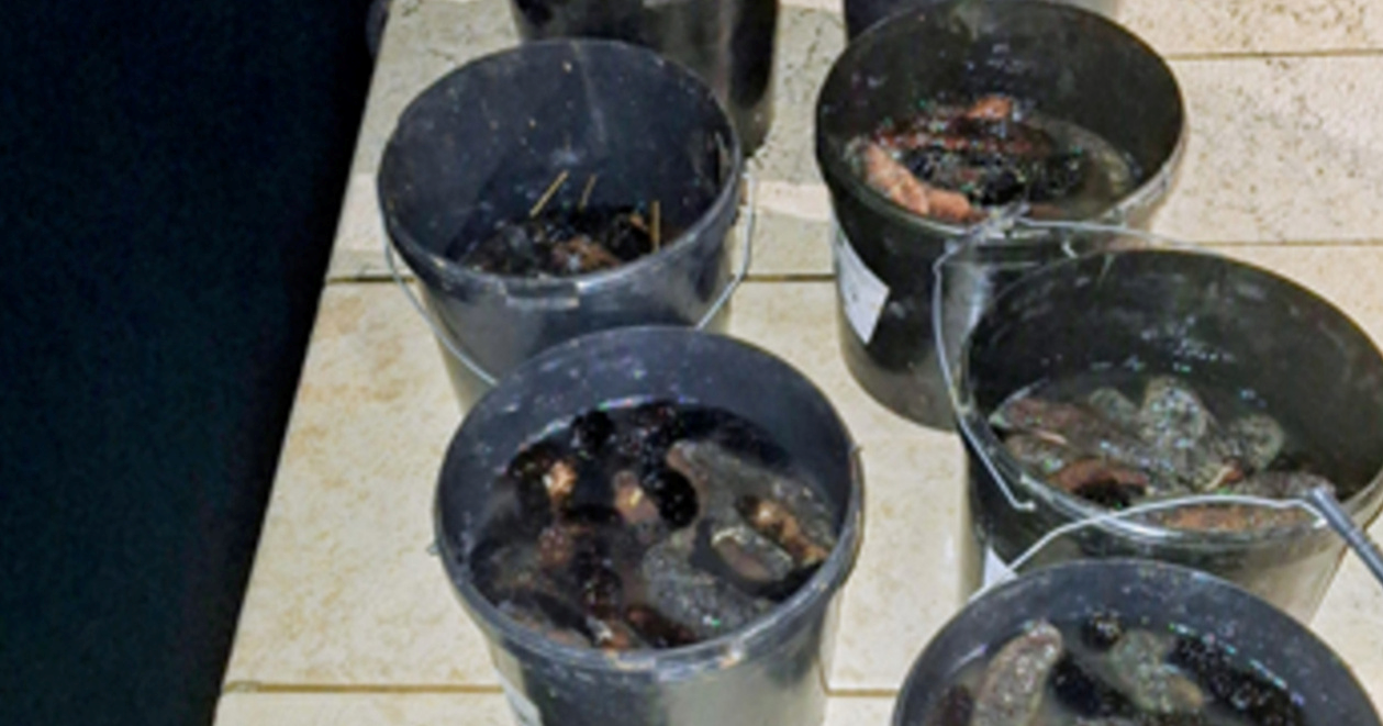 FOTO Muškarac u Istri uhvaćen s preko 100 kilograma zaštićenih morskih trpova