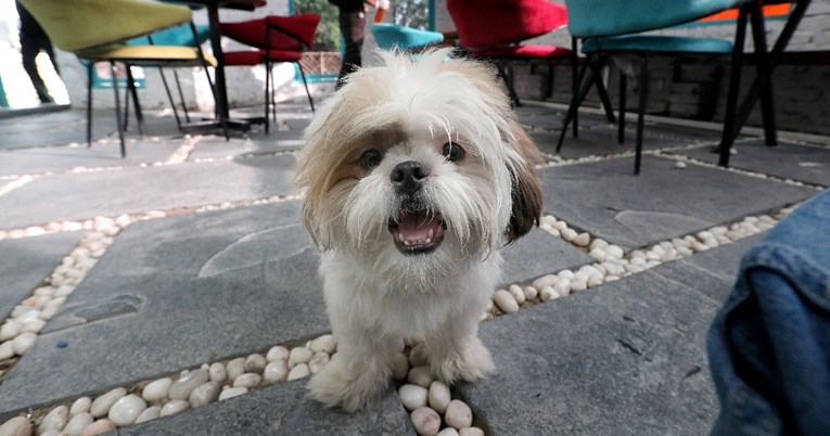 Danas slavimo Međunarodni dan pasa, najboljih čovjekovih prijatelja