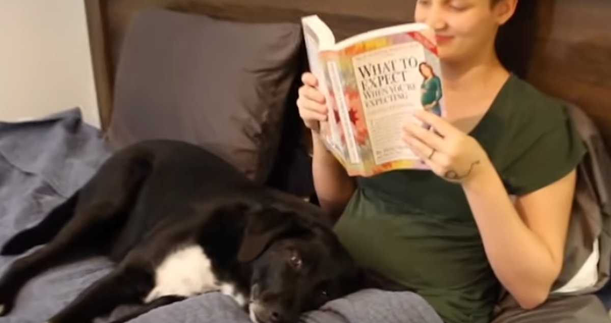 Pas pomogao vlasnicima prenijeti vijest o trudnoći na najslađi način