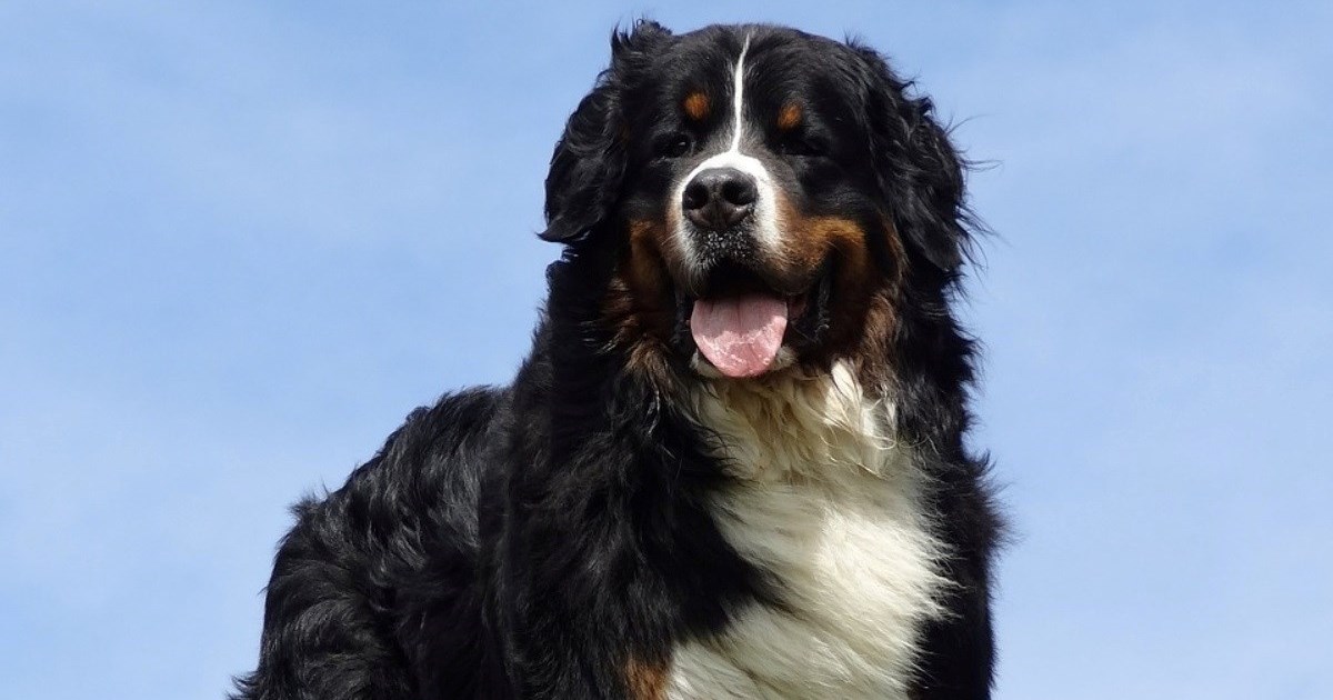 Tri pasmine koje izgledaju zastrašujuće, ali su zapravo nježni divovi