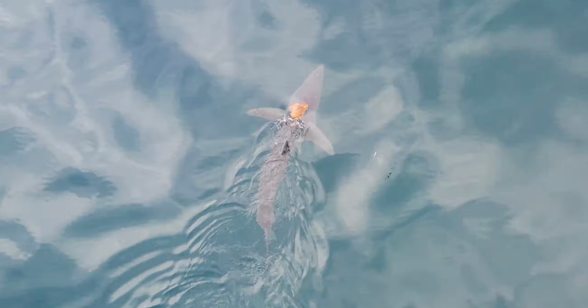 VIDEO Hobotnica skočila na morskog psa i provozala se na njegovim leđima