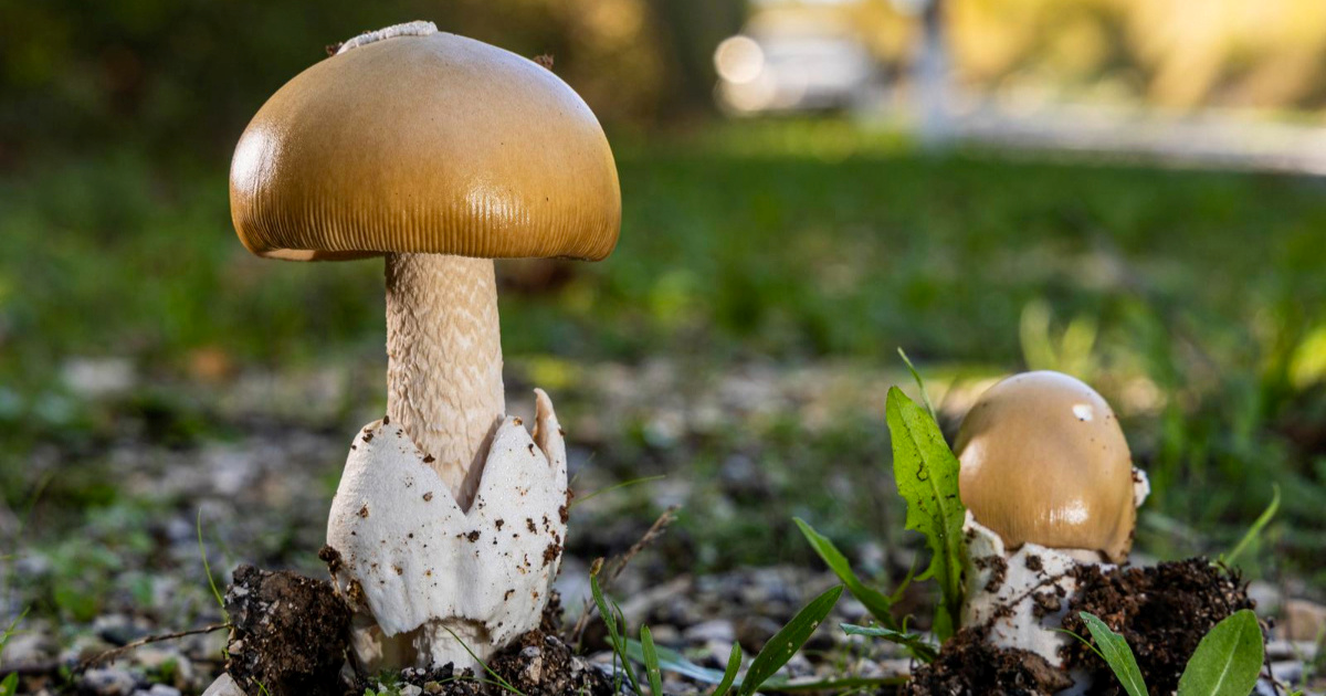 Četiri osobe umrle nakon trovanja gljivama u Kaliforniji. Vlasti izdale upozorenje