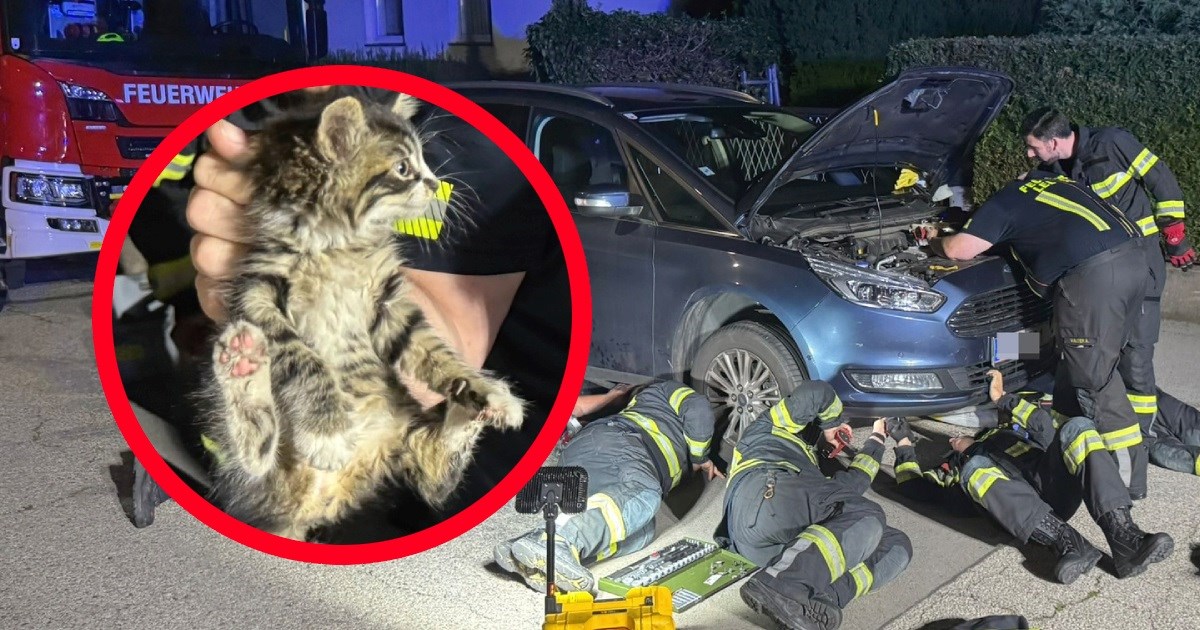 Vraćali se s odmora u Hrvatskoj pa čuli zvukove u autu. Vatrogasci izvukli mačića