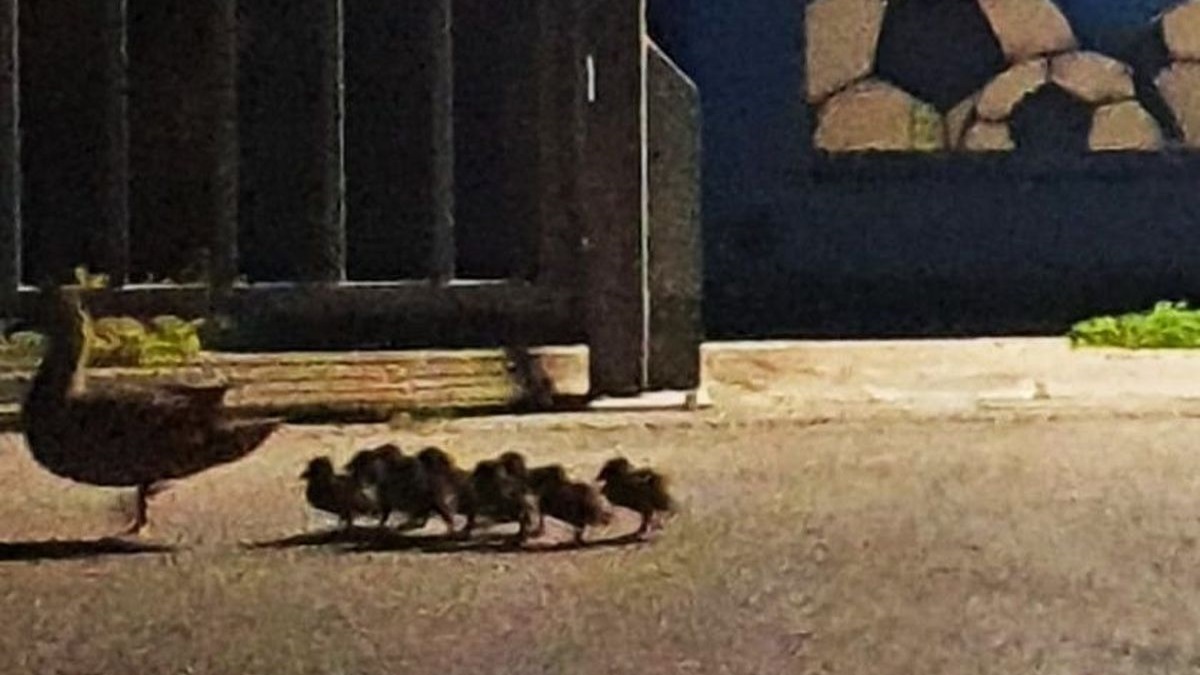 Presladak prizor iz Zagreba: Mama patka i 10 pačića usmjereni na sigurno u park